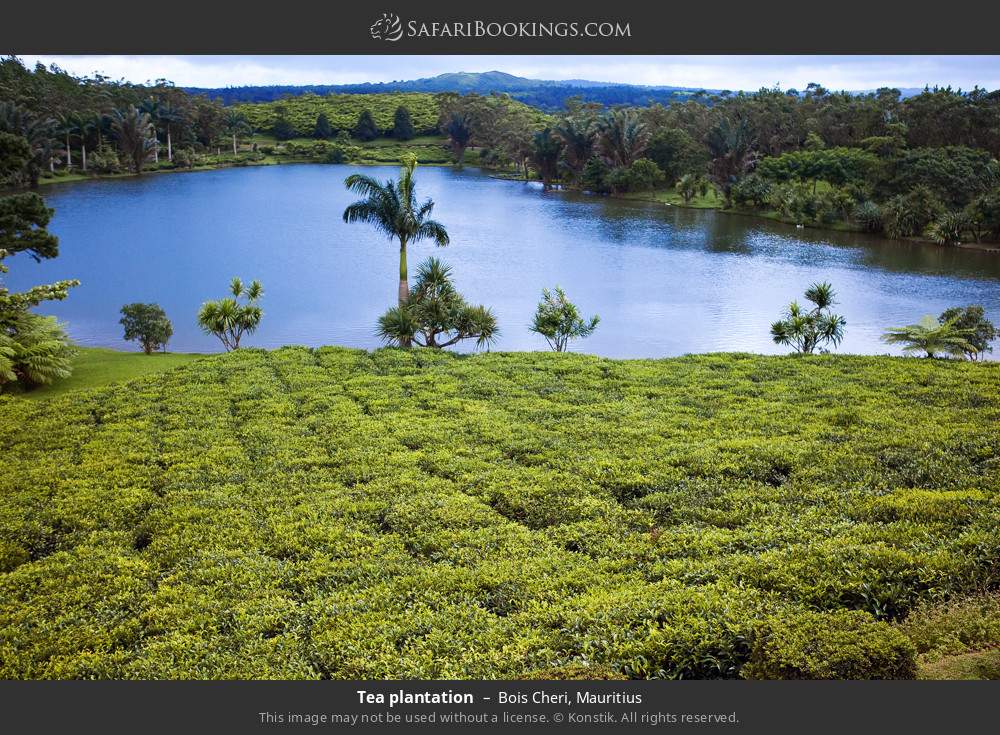 Tea plantation in Bois Cheri, Mauritius