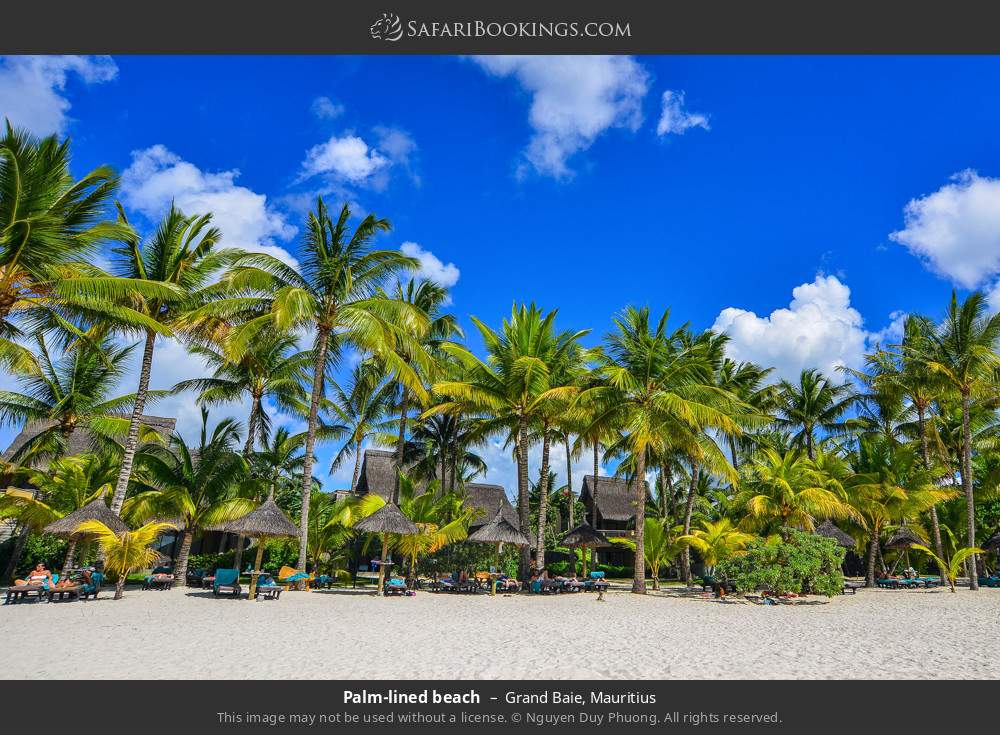 Palm-lined beach in Grand Baie, Mauritius