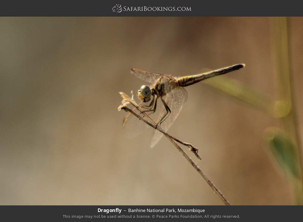 Dragonfly in Banhine National Park, Mozambique