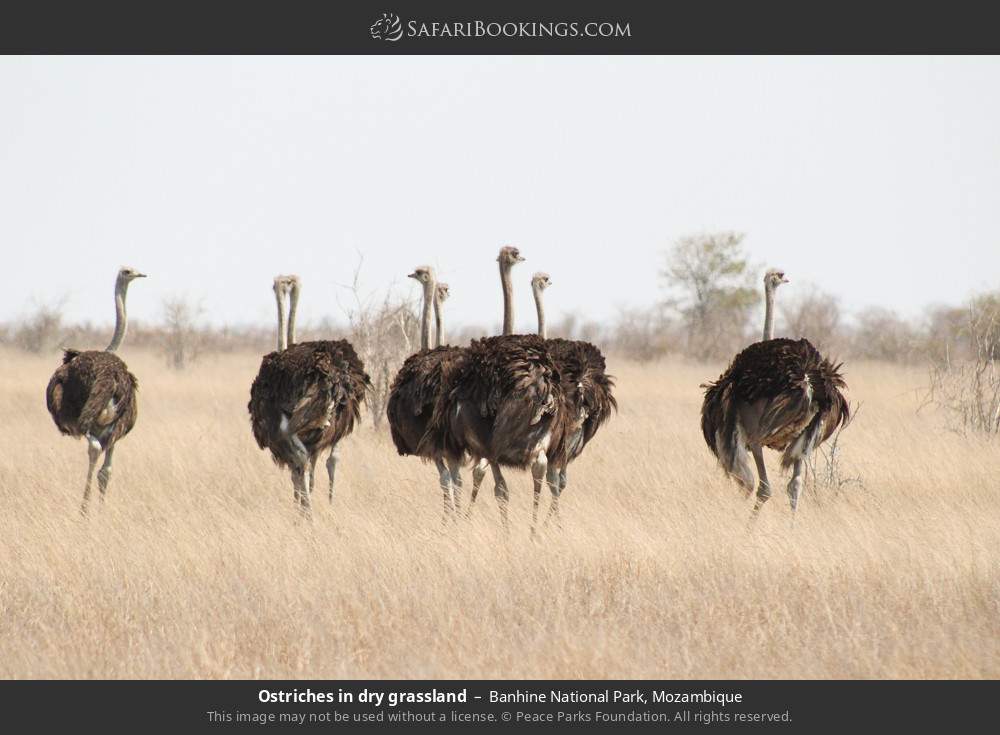 Ostriches in dry grassland in Banhine National Park, Mozambique