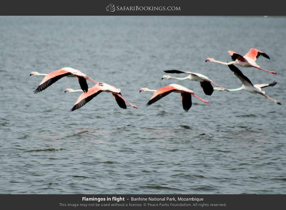 Flamingos in flight in Banhine National Park, Mozambique