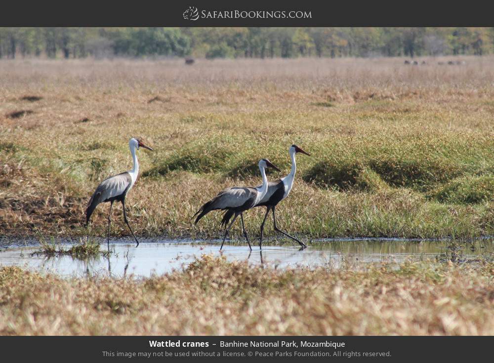Wattled cranes in Banhine National Park, Mozambique