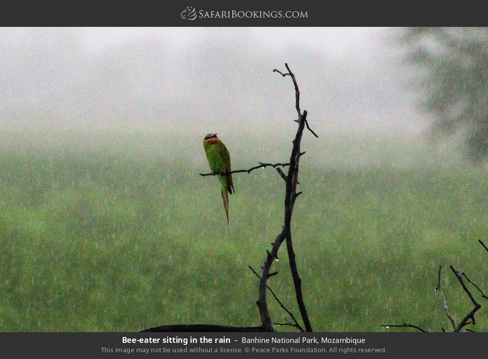 Bee-eater sitting in the rain in Banhine National Park, Mozambique