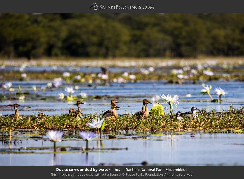 Ducks surrounded by water lilies in Banhine National Park, Mozambique