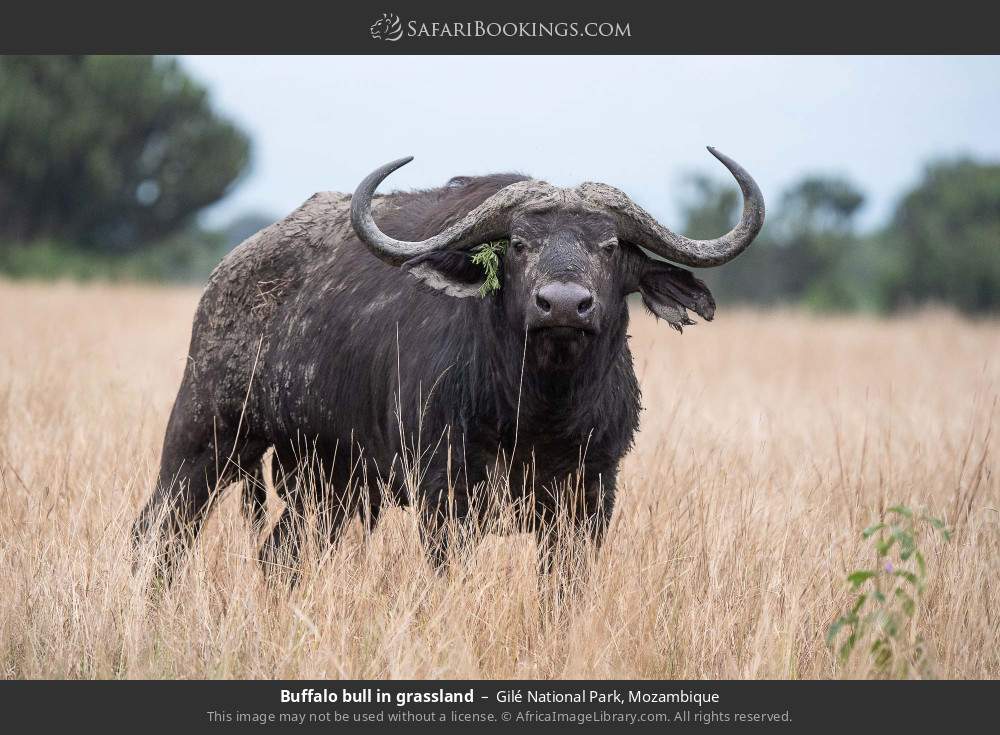Buffalo bull in grassland in Gilé National Park, Mozambique
