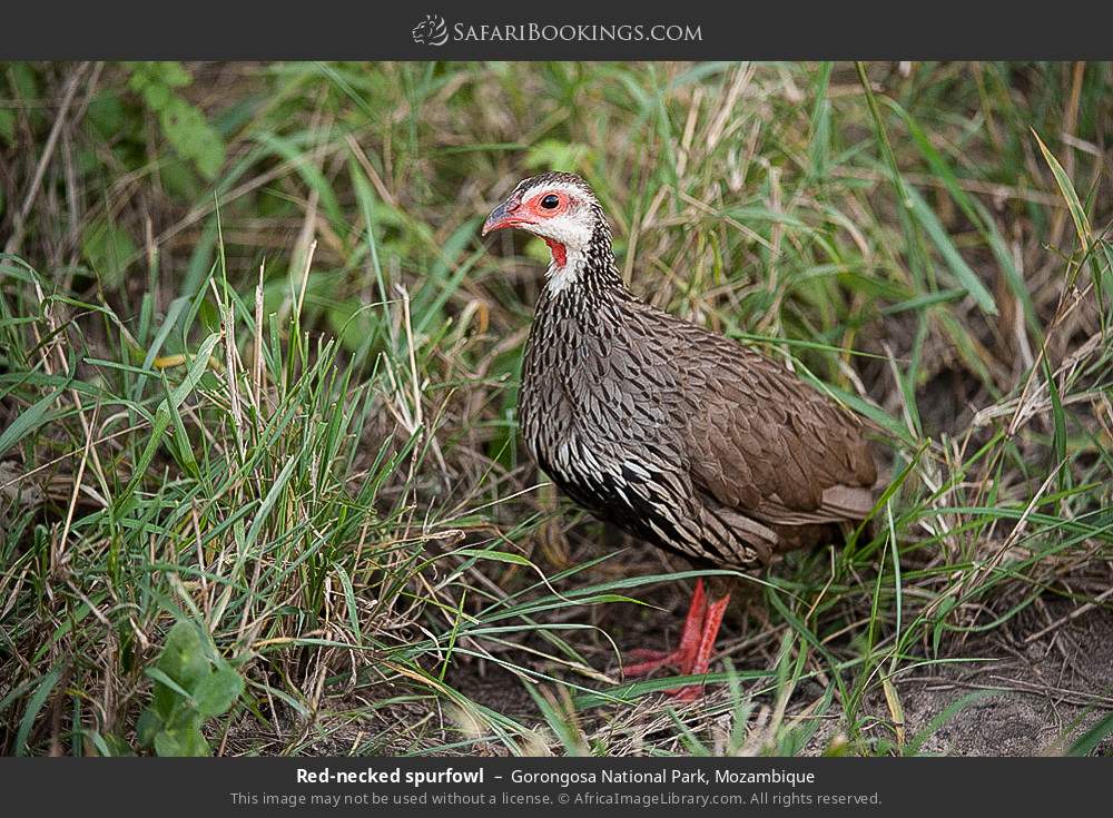 Red-necked spurfowl in Gorongosa National Park, Mozambique