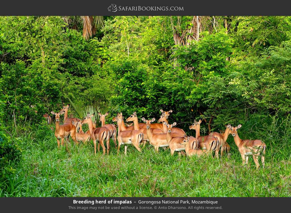 Breeding herd of impalas in Gorongosa National Park, Mozambique