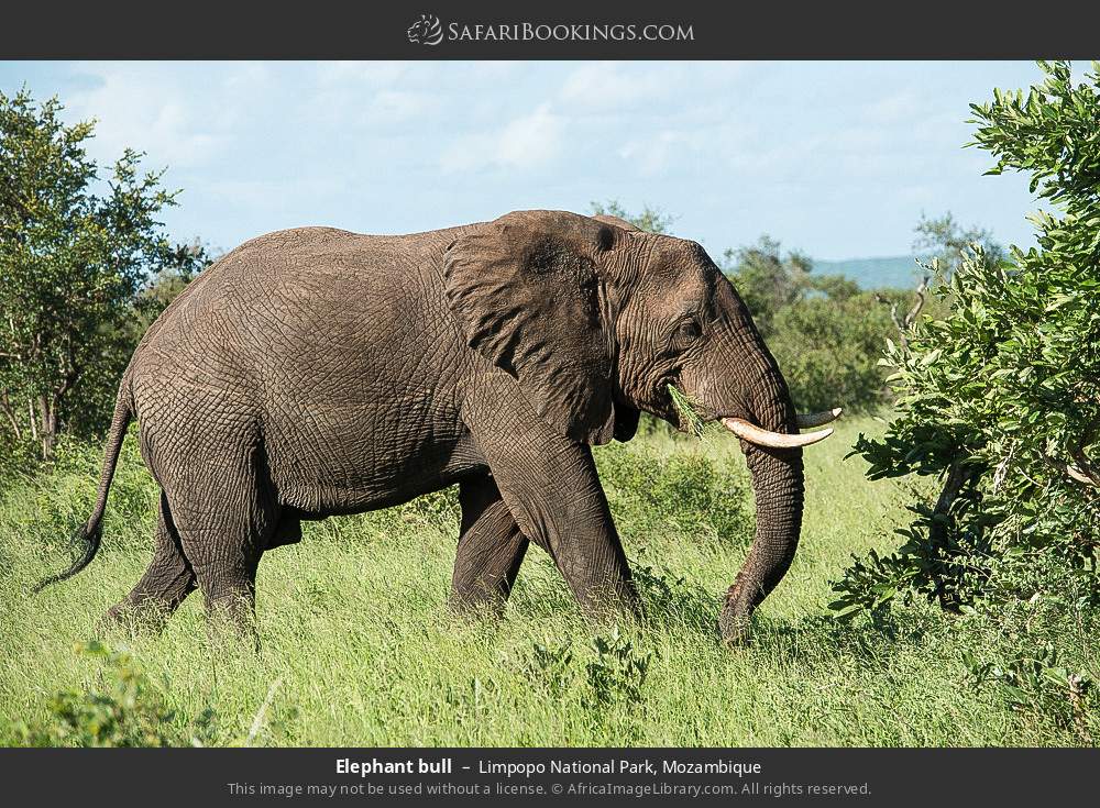 Elephant bull in Limpopo National Park, Mozambique