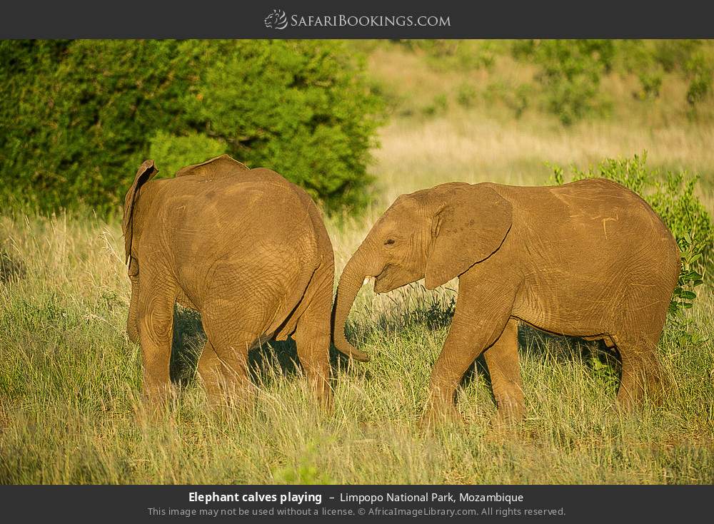 Elephant calves playing in Limpopo National Park, Mozambique
