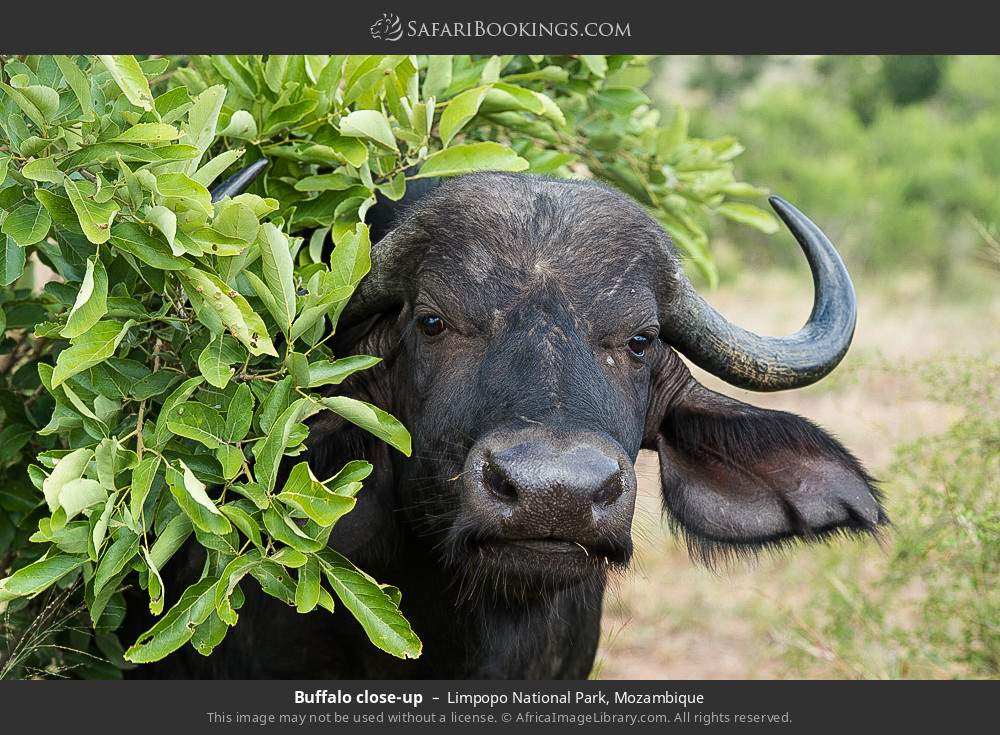 Buffalo close-up in Limpopo National Park, Mozambique