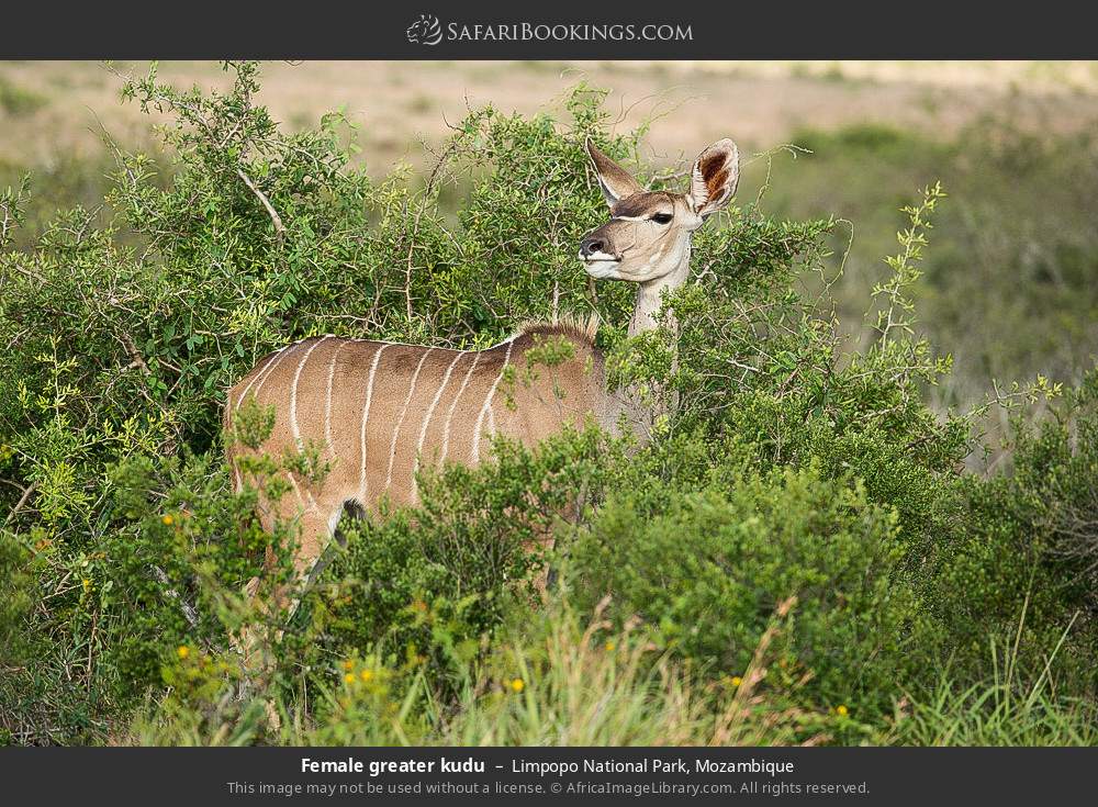 Female greater kudu in Limpopo National Park, Mozambique