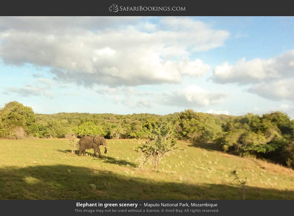 Elephant in green scenery in Maputo National Park, Mozambique