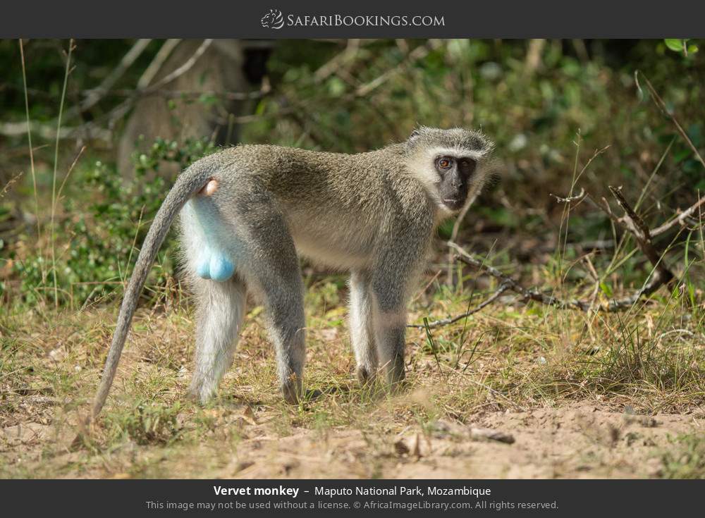 Vervet monkey in Maputo National Park, Mozambique