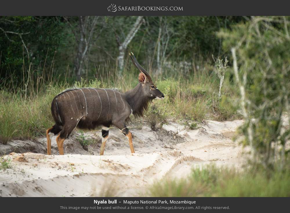 Nyala bull in Maputo National Park, Mozambique