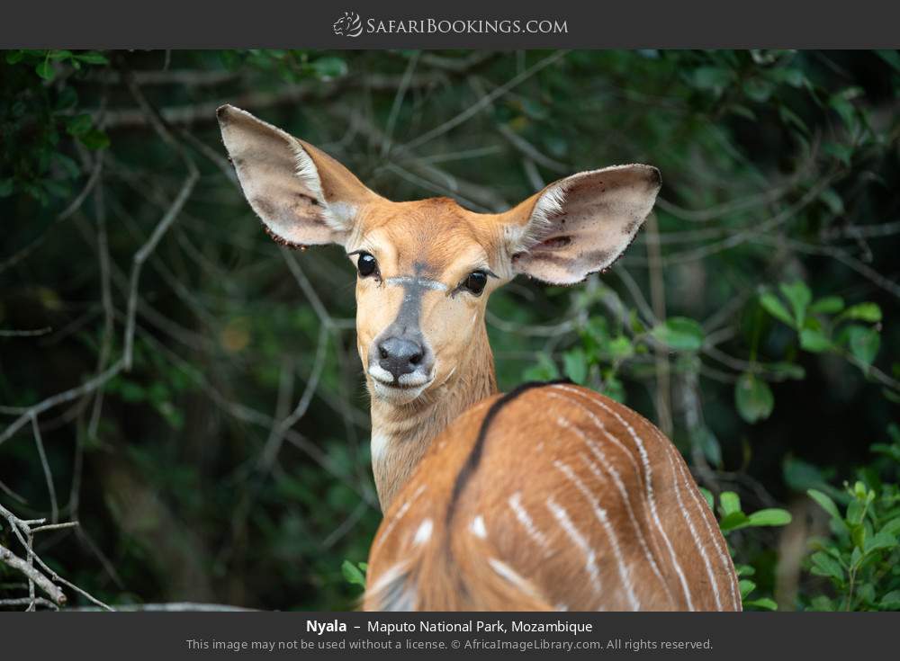 Nyala in Maputo National Park, Mozambique