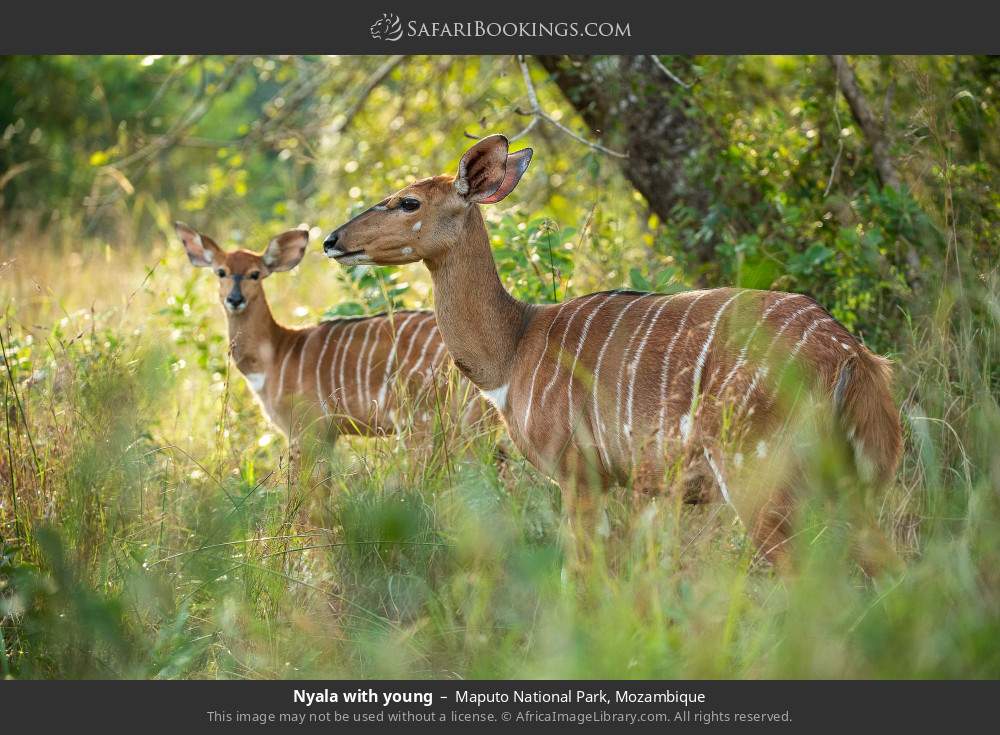 Nyala with young in Maputo National Park, Mozambique