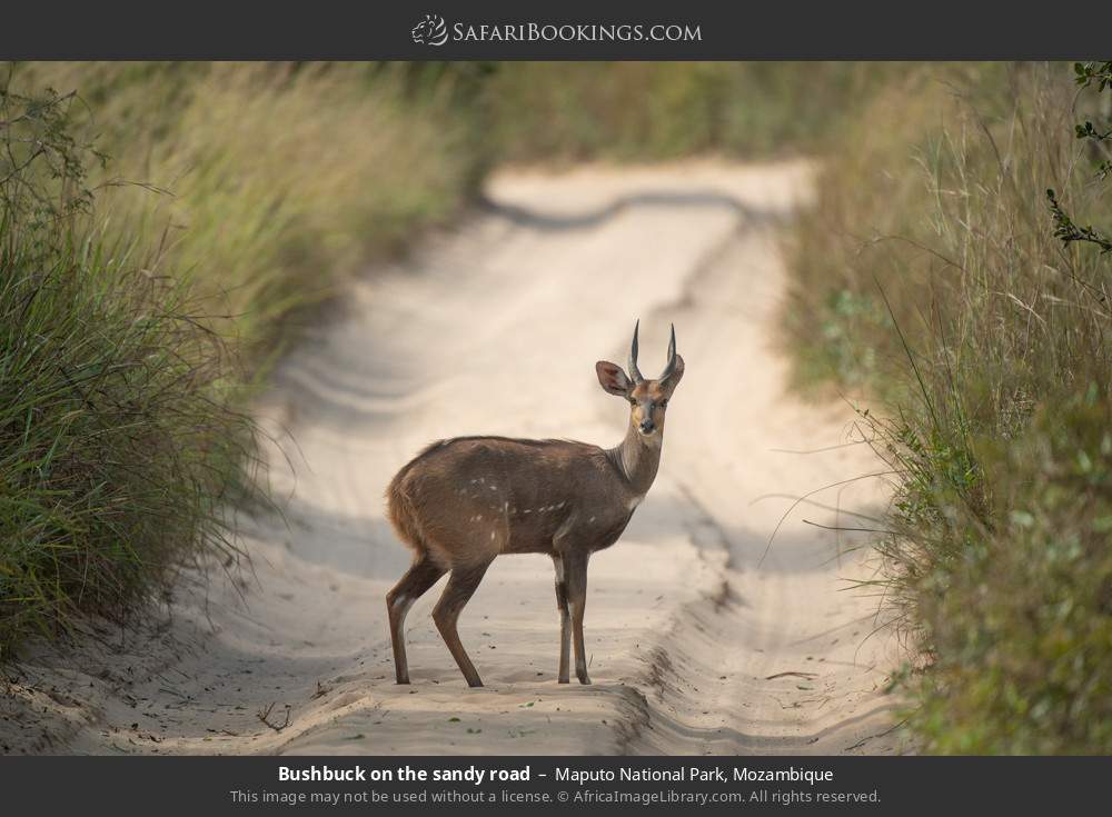 Bushbuck on the sandy road in Maputo National Park, Mozambique