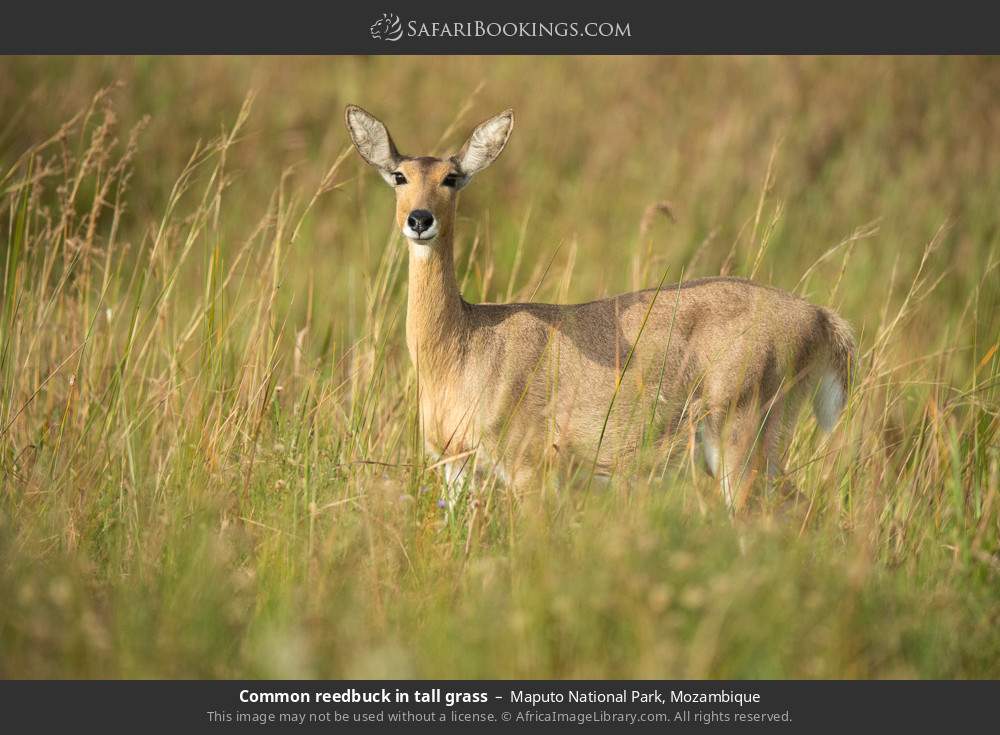 Common reedbuck in tall grass in Maputo National Park, Mozambique