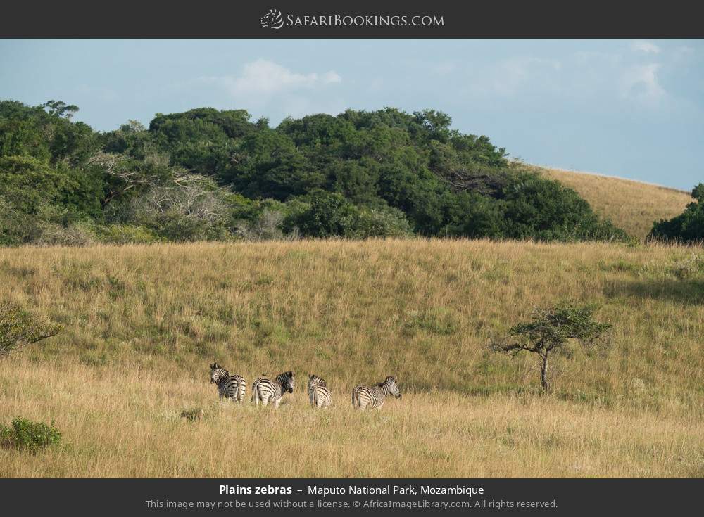 Plains zebras in Maputo National Park, Mozambique