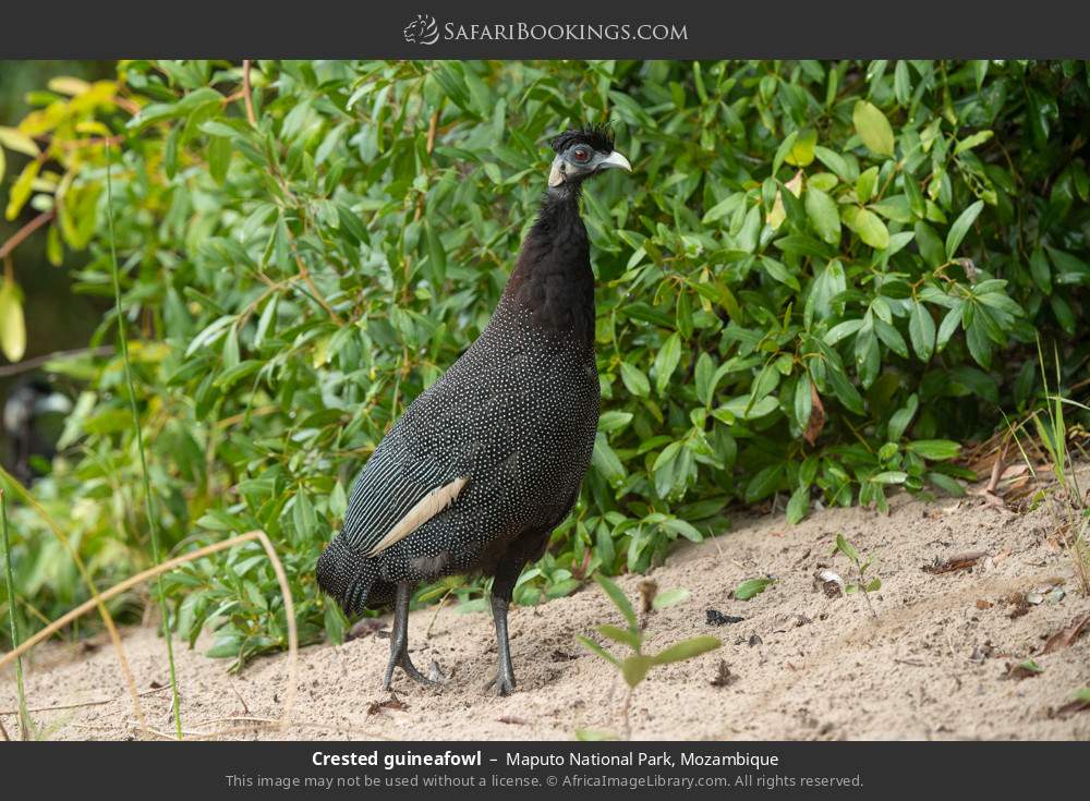 Crested guineafowl in Maputo National Park, Mozambique