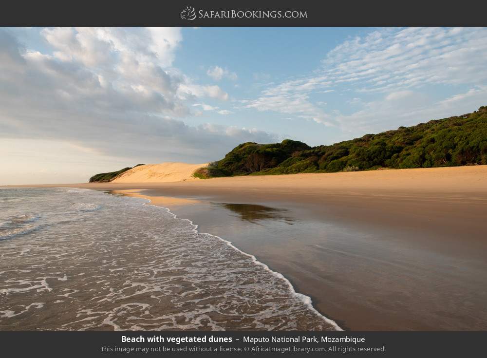 Beach with vegetation-covered dunes in Maputo National Park, Mozambique