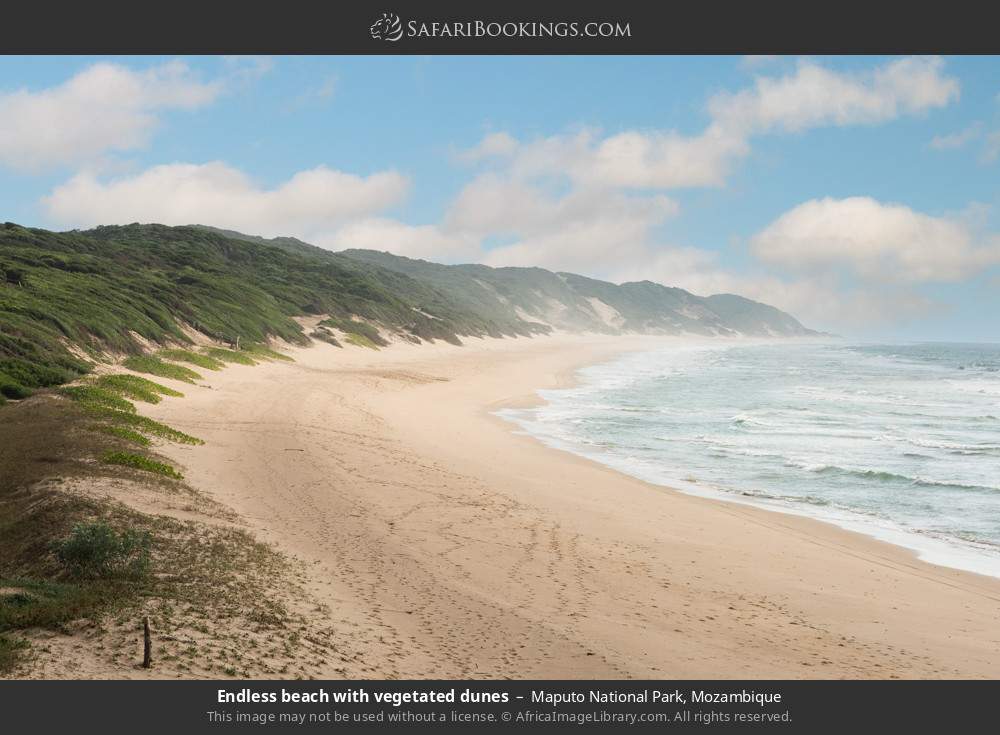 Endless beach with vegetation-covered dunes in Maputo National Park, Mozambique