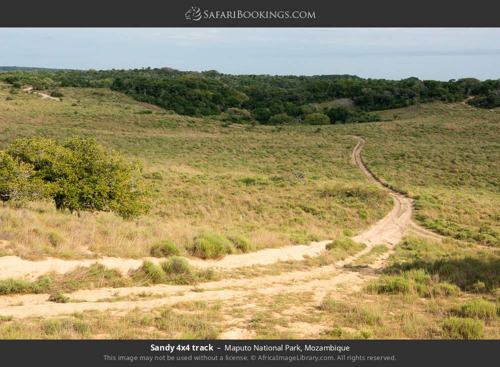 Sandy 4x4-vehicle track in Maputo National Park, Mozambique