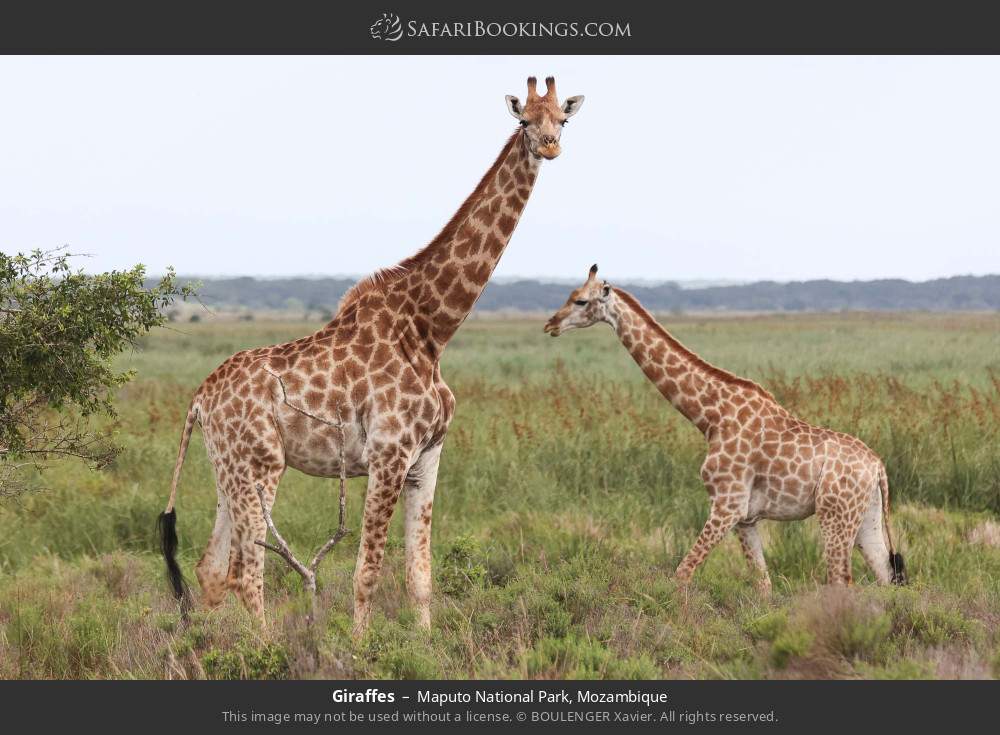 Giraffes in Maputo National Park, Mozambique