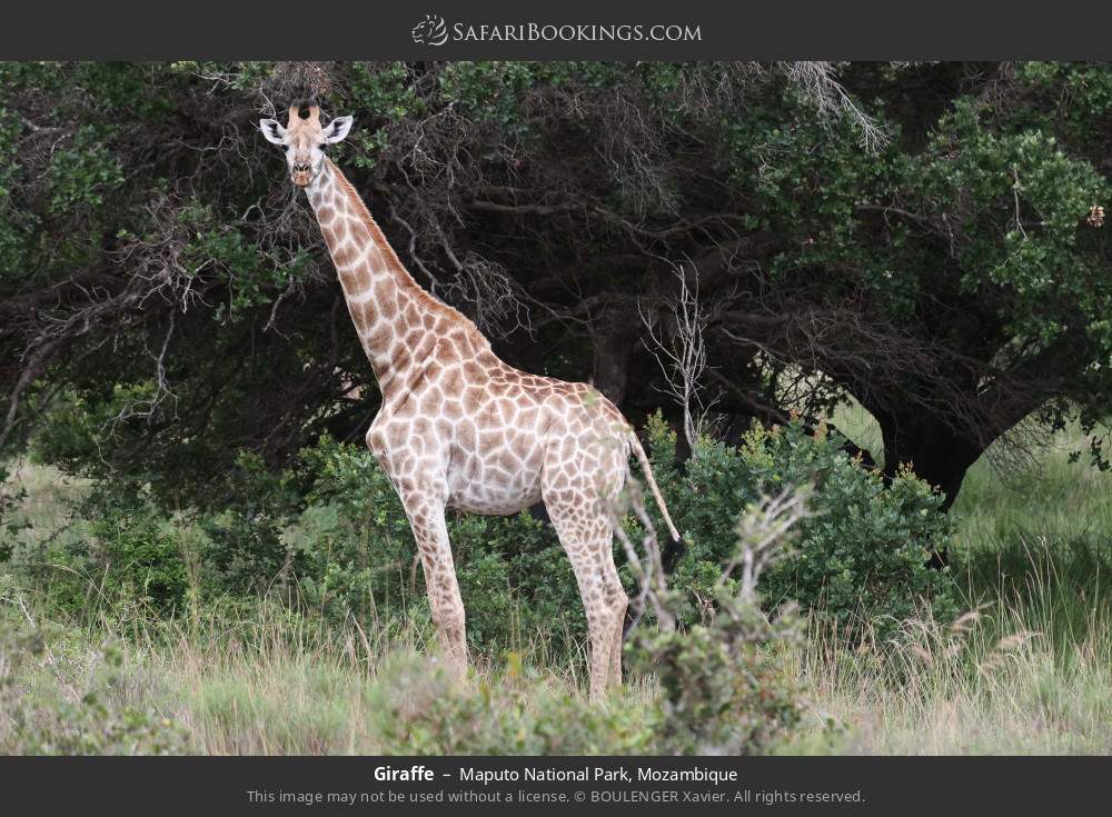 Giraffe in Maputo National Park, Mozambique