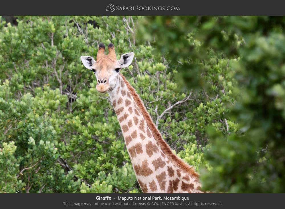 Giraffe in Maputo National Park, Mozambique