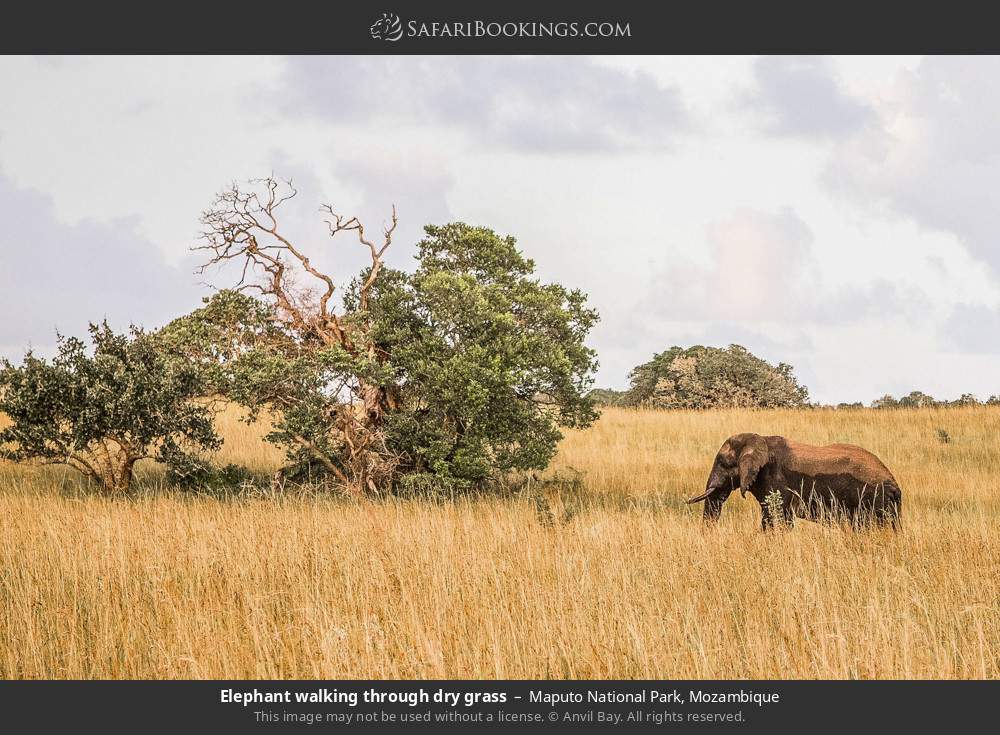 Elephant walking through dry grass in Maputo National Park, Mozambique