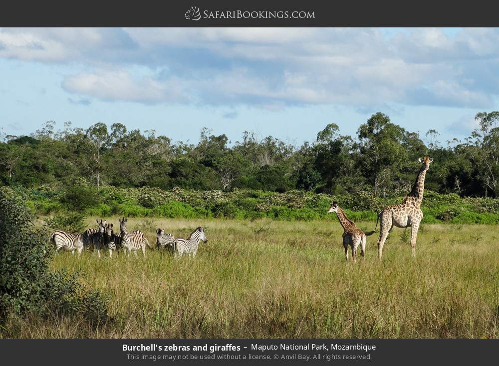 Burchell's zebras and giraffes in Maputo Special Reserve, Mozambique