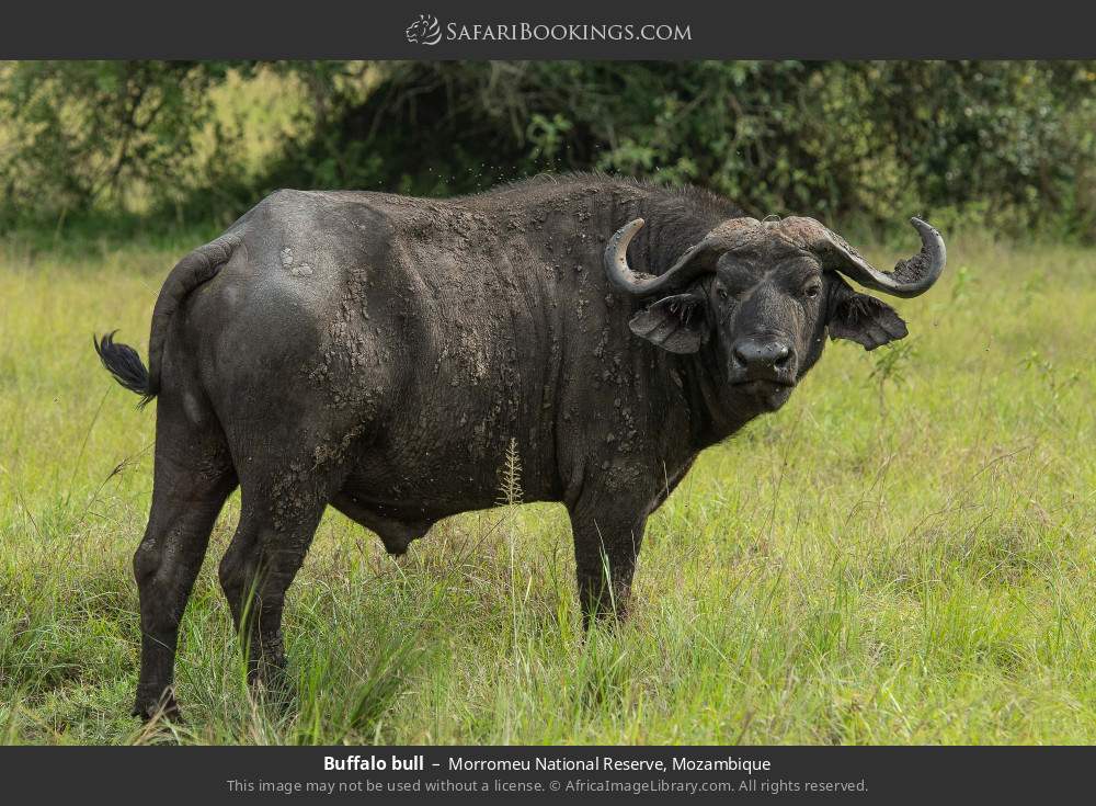 Buffalo bull in Morromeu National Reserve, Mozambique