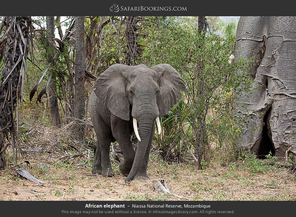 African elephant in Niassa National Reserve, Mozambique