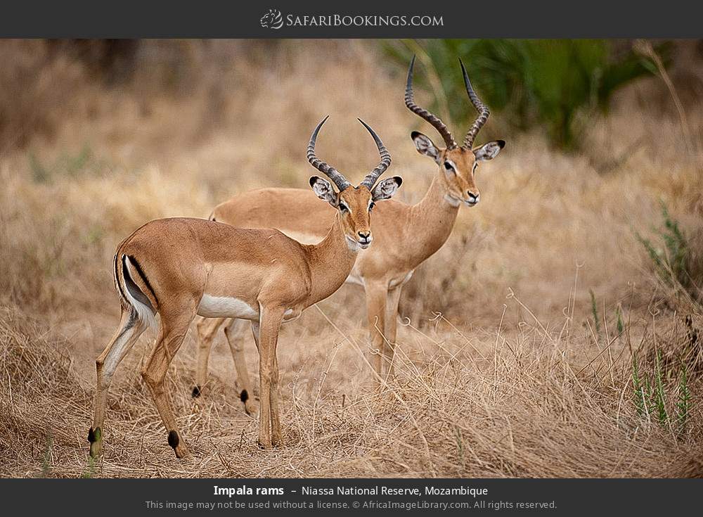 Impala rams in Niassa National Reserve, Mozambique