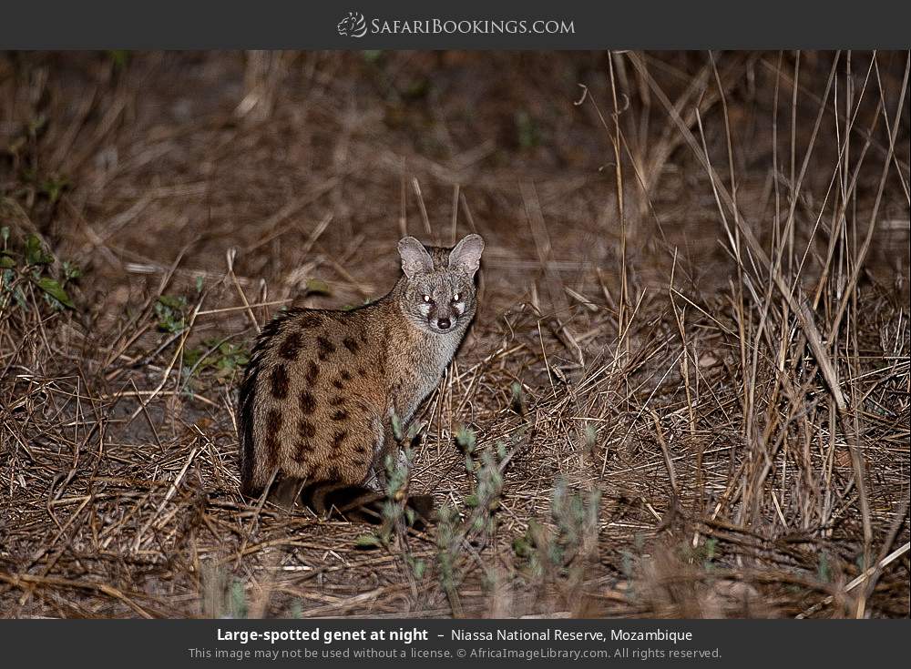 Large-spotted genet at night in Niassa National Reserve, Mozambique