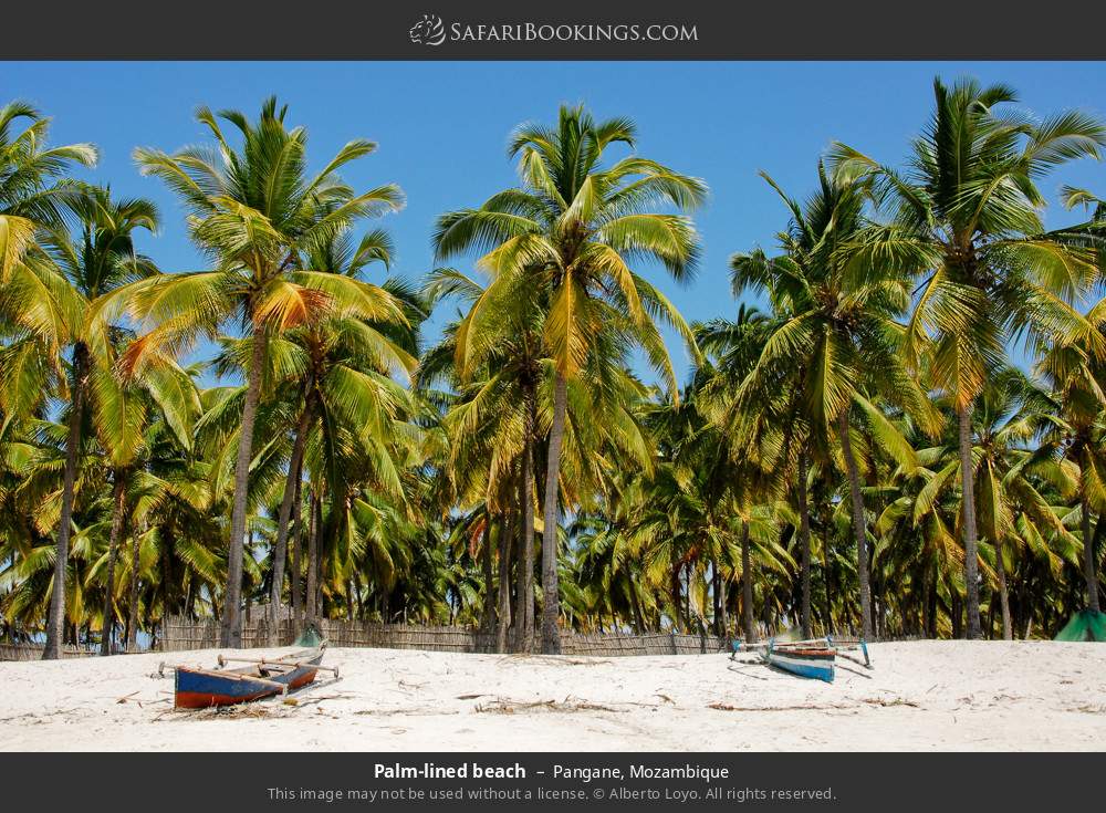 Palm-lined beach in Pangane, Mozambique