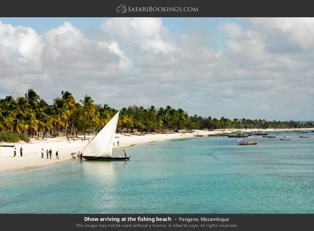 Dhow arriving at the fishing beach in Pangane, Mozambique