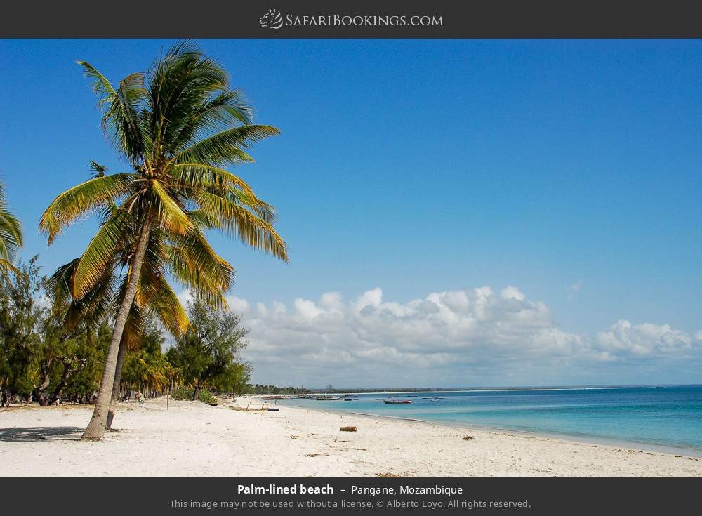 Palm-lined beach in Pangane, Mozambique