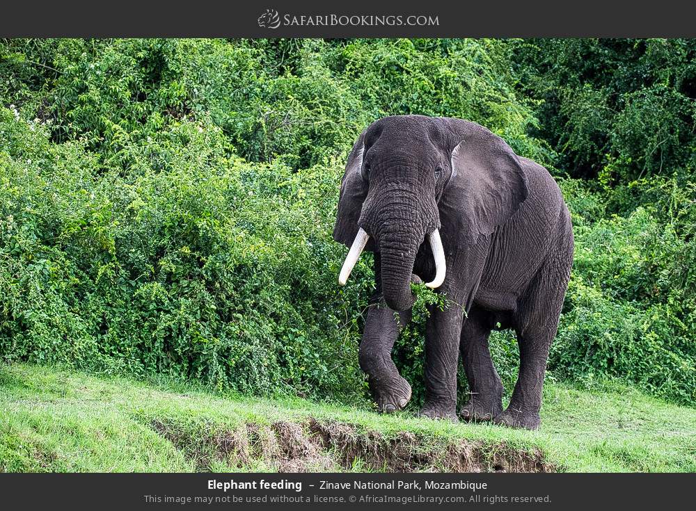 Elephant feeding in Zinave National Park, Mozambique