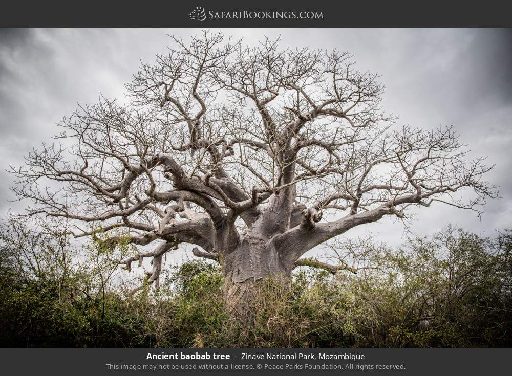 Ancient baobab tree in Zinave National Park, Mozambique
