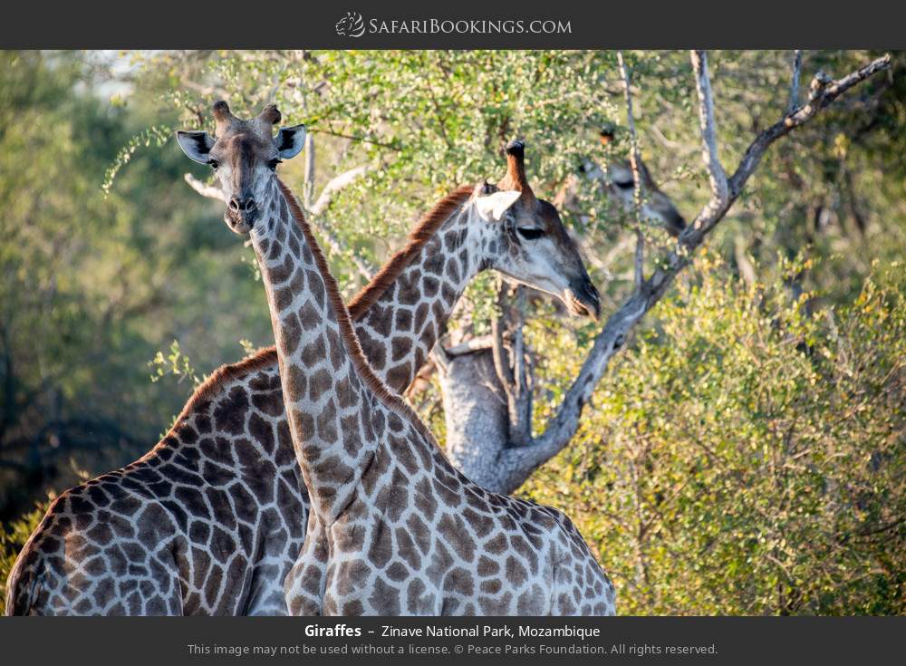 Giraffes in Zinave National Park, Mozambique