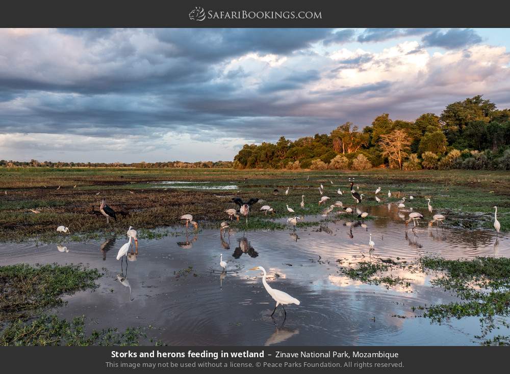 Storks and herons feeding in wetland in Zinave National Park, Mozambique