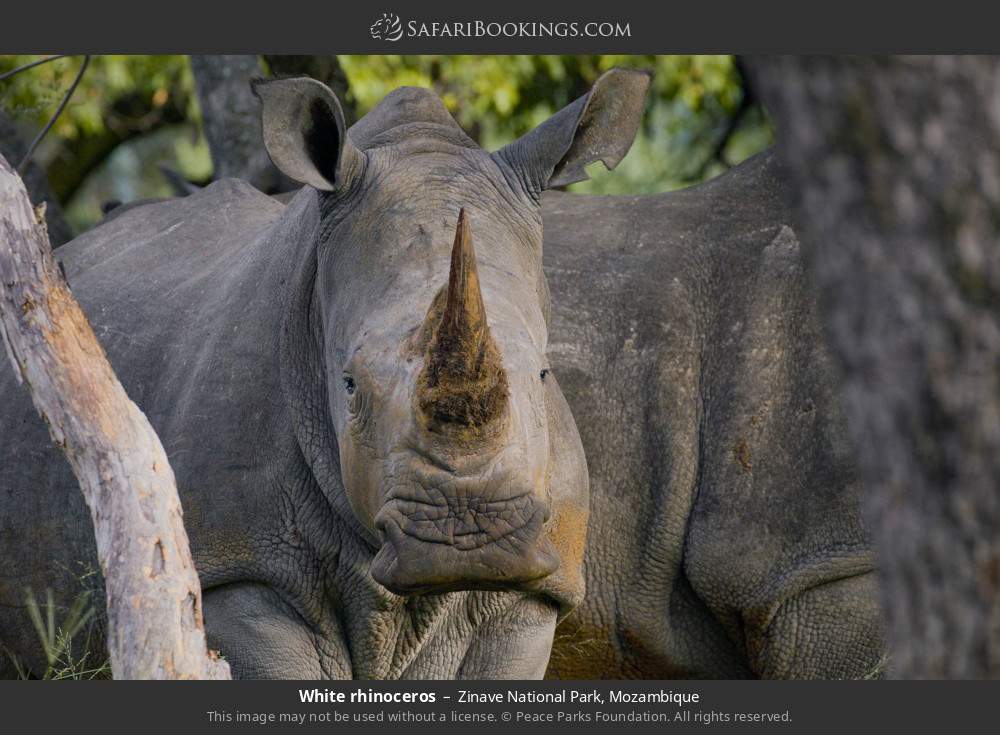 White rhinoceros in Zinave National Park, Mozambique