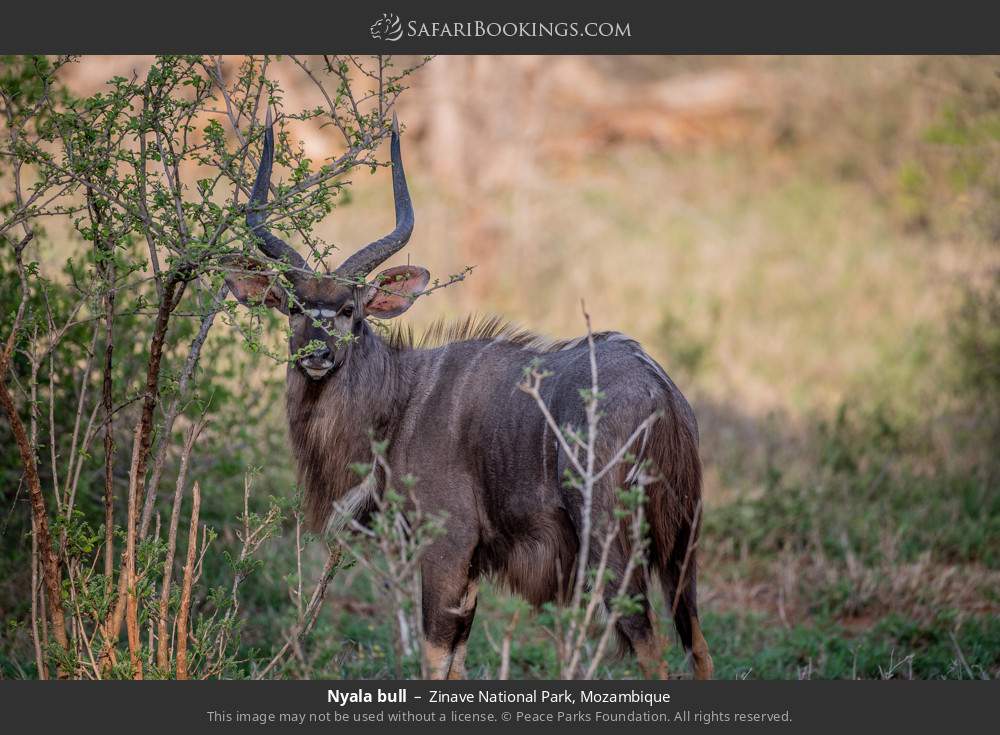 Nyala bull in Zinave National Park, Mozambique