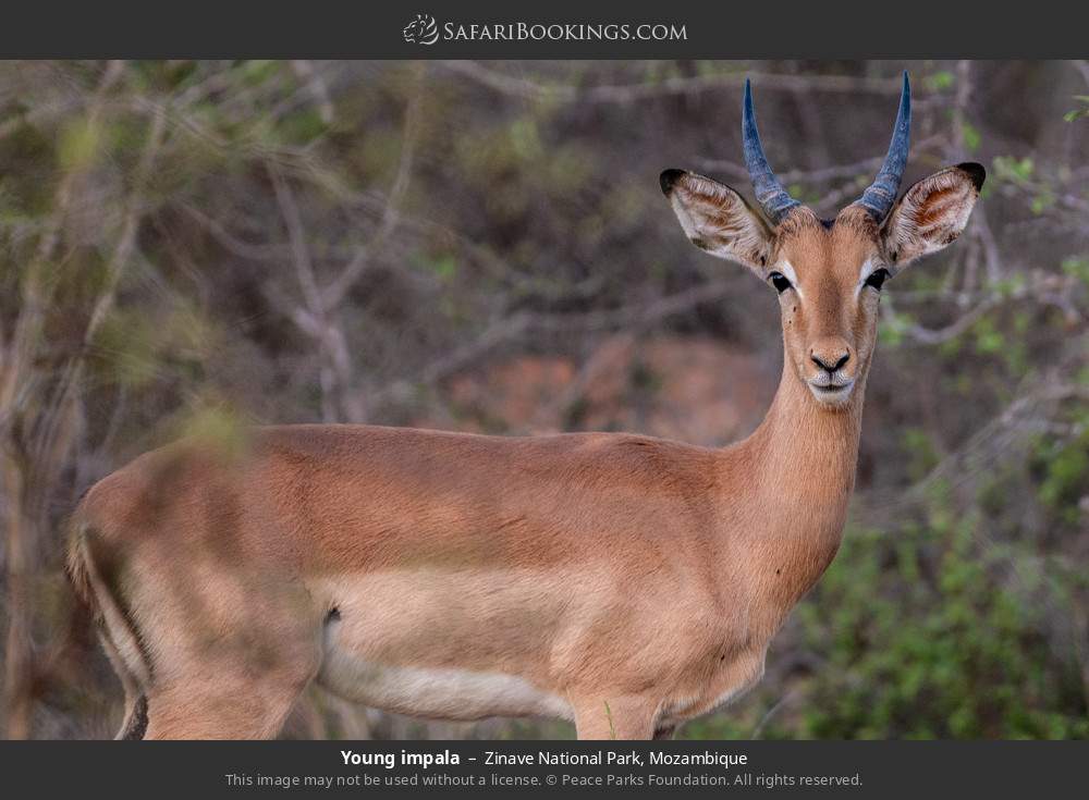 Young impala in Zinave National Park, Mozambique