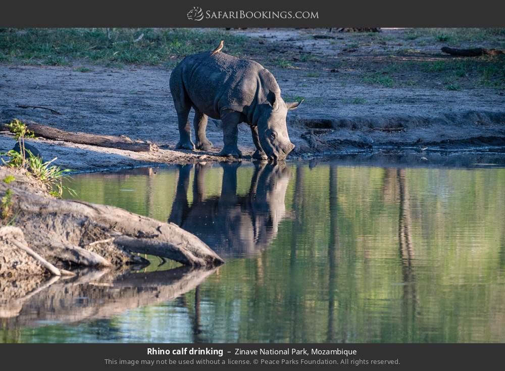 Rhino calf drinking in Zinave National Park, Mozambique