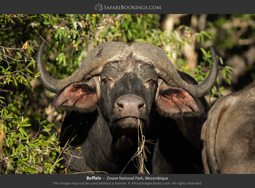 Buffalo in Zinave National Park, Mozambique
