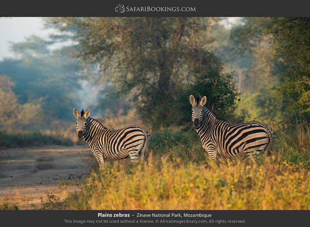 Plains zebras in Zinave National Park, Mozambique