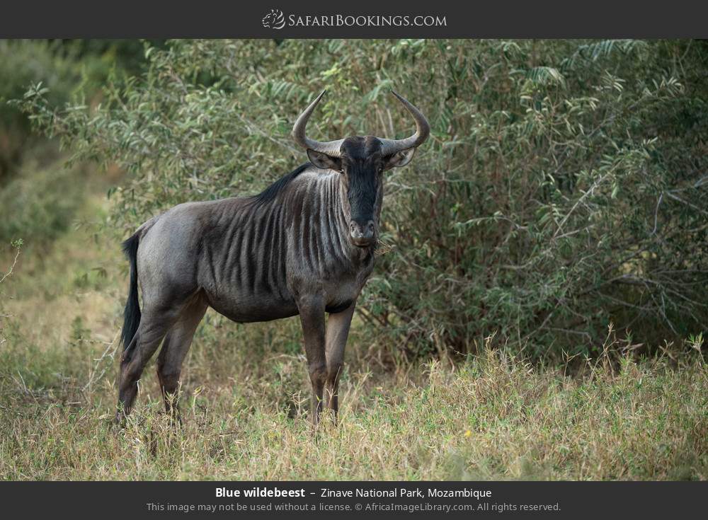 Blue wildebeest in Zinave National Park, Mozambique